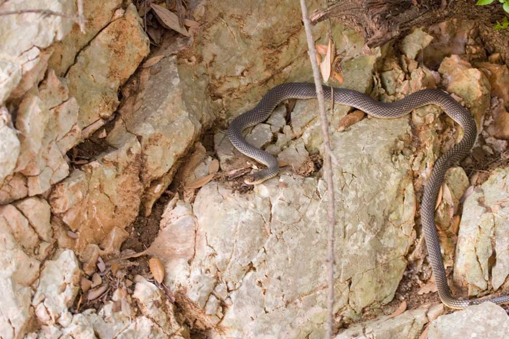 Dolicophis caspius